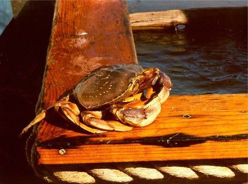 Buster Crab visits Southern California